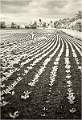 Sugar Beet field near Stoke by Nayland